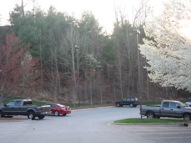 A Spring 2011 photo taken from same location, showing dominance of white pine and maple and decline of miscanthus.