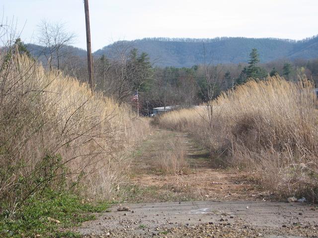 By 2011, Old Brevard Road had been abandoned and woody plants were now invading the area, but miscanthus still dominated.