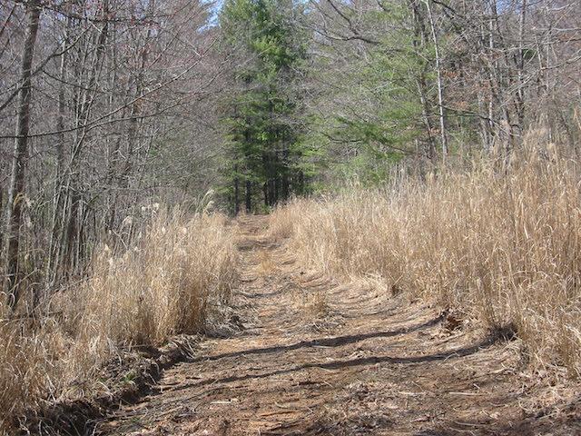 This is Blue Ridge Parkway near Asheville in March of 2003 and it shows an old road, a typical disturbed area with miscanthus.