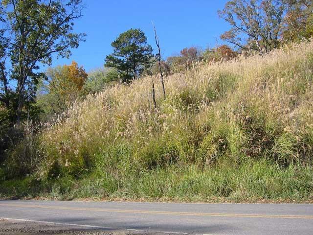 naturalized Miscanthus sinensis on Hamburg Mountain Road near Weaverville, just north of Asheville