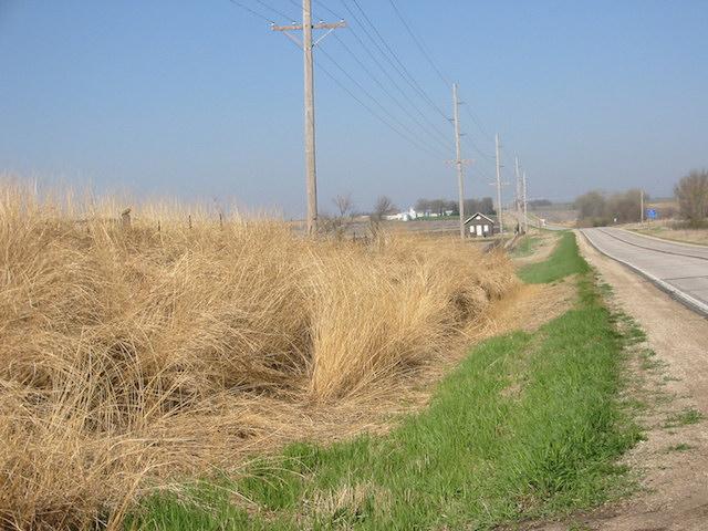 typical old stand of Miscanthus sacchariflorus