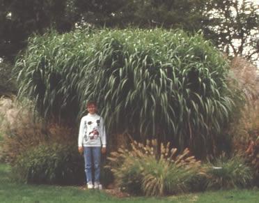 Person with large Miscanthus.