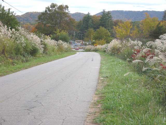 This is Old Brevard Road west of Asheville, NC. Notice in the mowed edge above there is no Miscanthus.