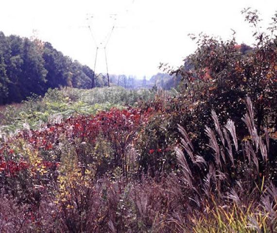 Landscape in a location Southwest of Washington, D. C. is Prince William Forest Park, near Triangle, Virginia with little or no Miscanthus growth throughout much of the park