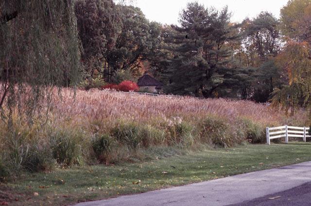 A field of Miscanthus sinensis along Yellow Springs Road in Chester County, Pa.