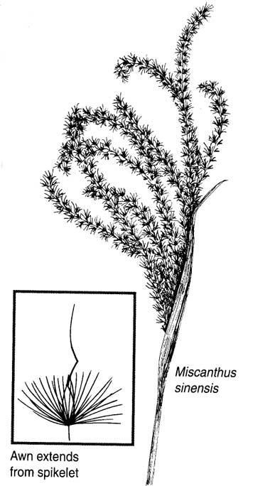 Miscanthus sinensis